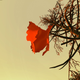 Image for article titled Firewatch's Fancy "Screenshot" Mode Is Fantastic